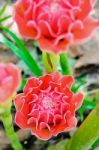 Torch Ginger ( Etlingera Elatior ) Stock Photo