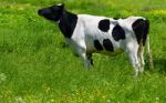 Cow Stock Photo