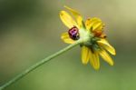 The Beauty Of Ladybug Stock Photo