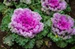 The Colorful,eatable Vegetables In The Garden Stock Photo