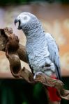 African Grey Parrot Stock Photo