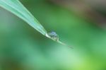 Green Leaf With Drops Of Water Stock Photo