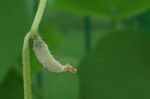 Young Cucumber Fruit On Green Branch Stock Photo