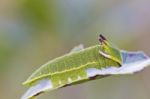 Foxy Emperor (charaxes Jasius) Stock Photo