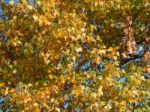 Texture Of The Autumn Foliage Of Trees  Stock Photo