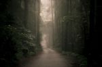 Moody Hazy Road In The Forest Stock Photo