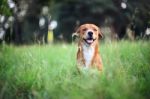 Brown Dog Plays On Green Grass Stock Photo