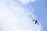 Pigeon Flies In The Blue Sky In A Sunny Day Stock Photo