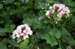 Pink Geranium Flower Blooming In The Garden Stock Photo