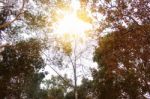 Branches With Light During The Day Stock Photo