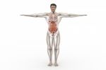 Human Anatomy Stock Photo