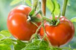 Ripe Tomatoes Growing Closeup Stock Photo