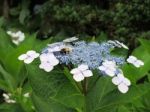 A Bee Resting In Blossoms Stock Photo