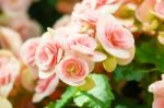 Pink Begonia Flower In Garden Stock Photo