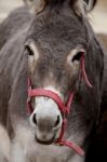 Portuguese Donkey Stock Photo