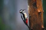 Great Spotted Woodpecker In A Rainy Spring Forest Stock Photo