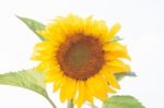 Beautiful Sunflower With Natural Background Stock Photo