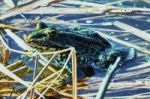 Green Frog Stock Photo