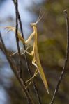 Yellow Mantis Religiosa Stock Photo