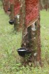 Rubber Tree Stock Photo