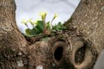 Primula Vulgaris Growing On A Tree Stock Photo