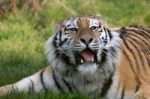 Siberian Tiger (panthera Tigris Altaica) Stock Photo