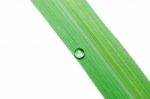 Water Drops On Green Leaf Isolated Stock Photo