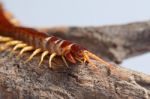 Centipede Stock Photo