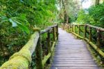 Pathway In The Forest Made Of Wood Stock Photo