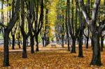 Autumn Colours In Parco Di Monza Italy Stock Photo