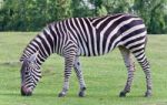 Beautiful Background With A Zebra Eating The Grass Stock Photo