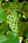 Wine Grapes Stock Photo