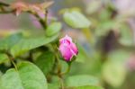 Rose Flower Blooming Stock Photo