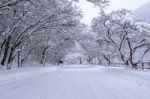 Road And Tree Covered By Snow In Winter Stock Photo