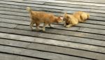 Ginger Cat Kissing Stock Photo