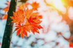 Maple In Autumn In Korea Stock Photo