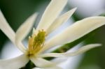 
White Chempaka White Bloom On The Beautiful Aroma Stock Photo