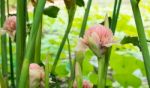 Torch Ginger Stock Photo