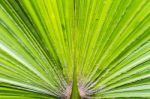 Green Palm Leaf Texture Stock Photo