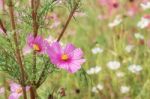 Pink Cosmos Is Drying Stock Photo