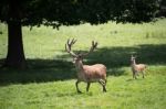 Red Deer (cervus Elaphus) Stock Photo