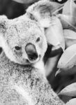 Koala In A Eucalyptus Tree. Black And White Stock Photo