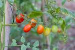 Plantation Of Tomatoes In The Organic Garden Stock Photo