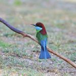 Blue-throated Bee-eater Stock Photo