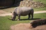 Rhino In The Park Zoo Stock Photo