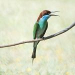 Blue-throated Bee-eater Stock Photo