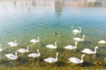 Swans Swimming Up River Stock Photo