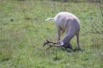 Fallow Deer (dama Dama) Stock Photo