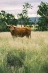 Longhorn Cow In The Paddock Stock Photo