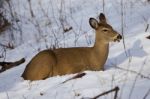 Beautiful Photo Of The Deer On The Snow Looking Aside Stock Photo